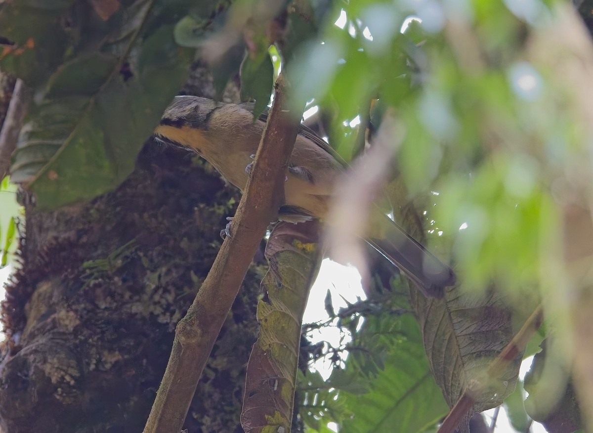 ハシブトイカル - ML644968714