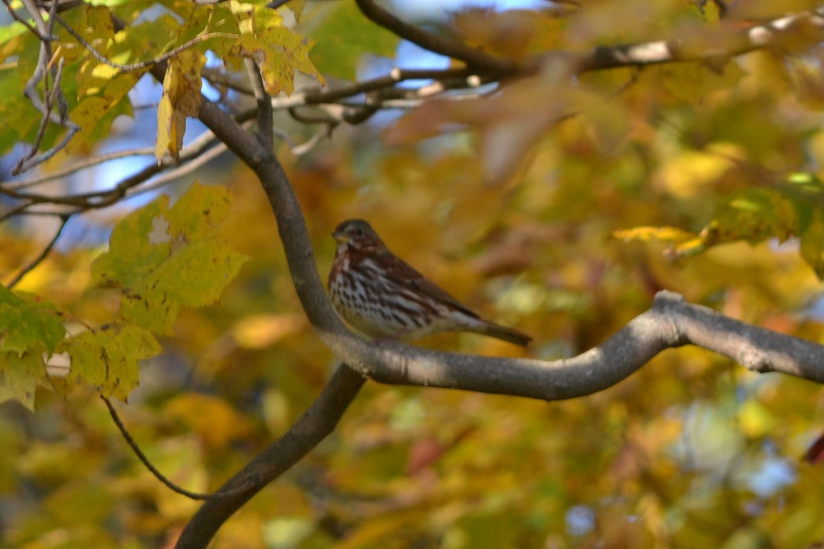 Fox Sparrow - ML644968725