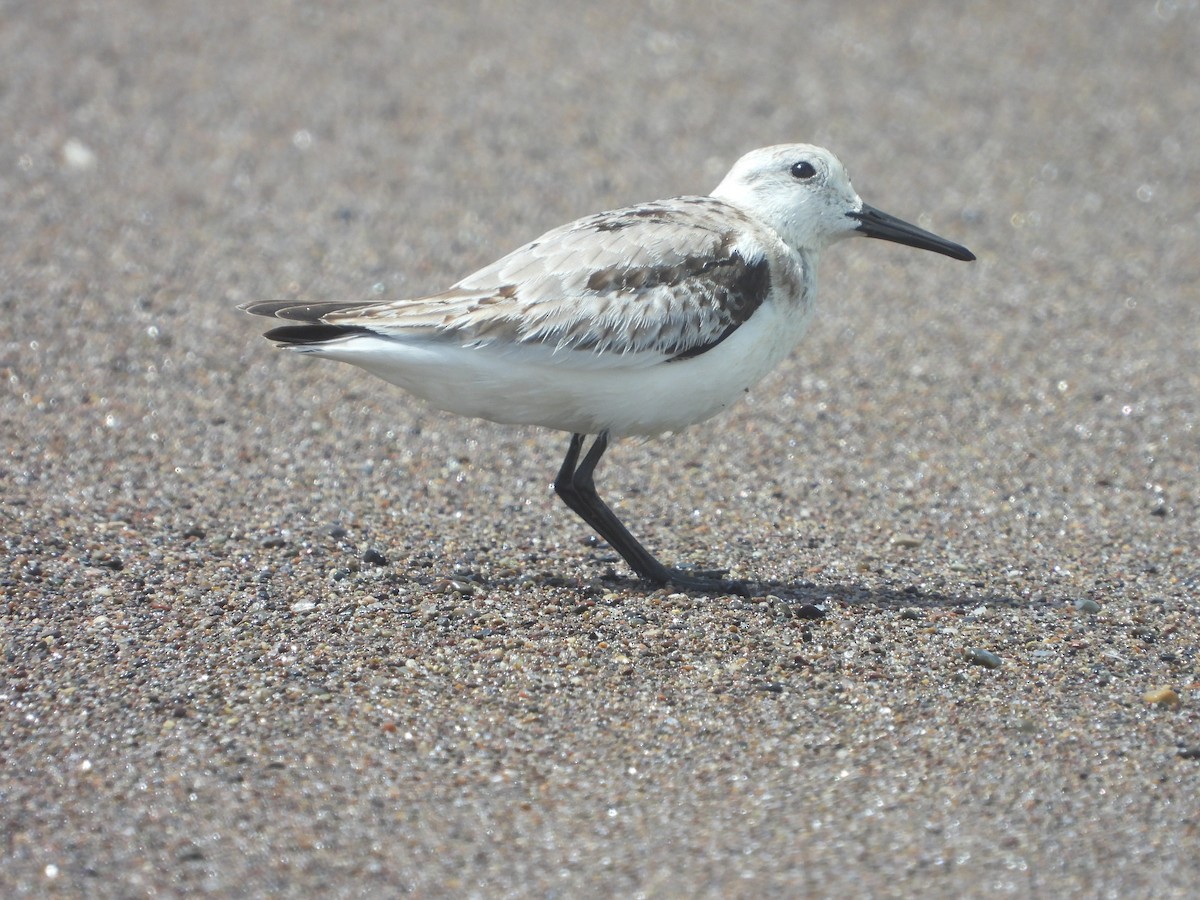 Txirri zuria - ML644968727