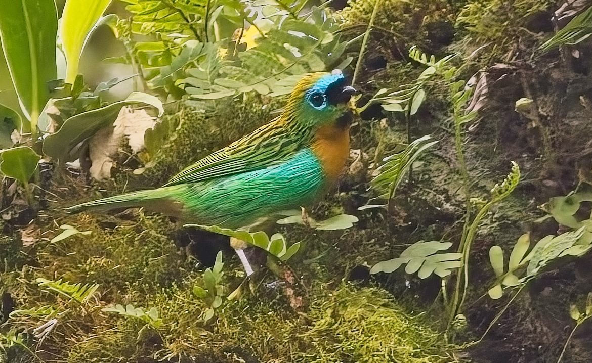 Tangara de Desmarest - ML644968731