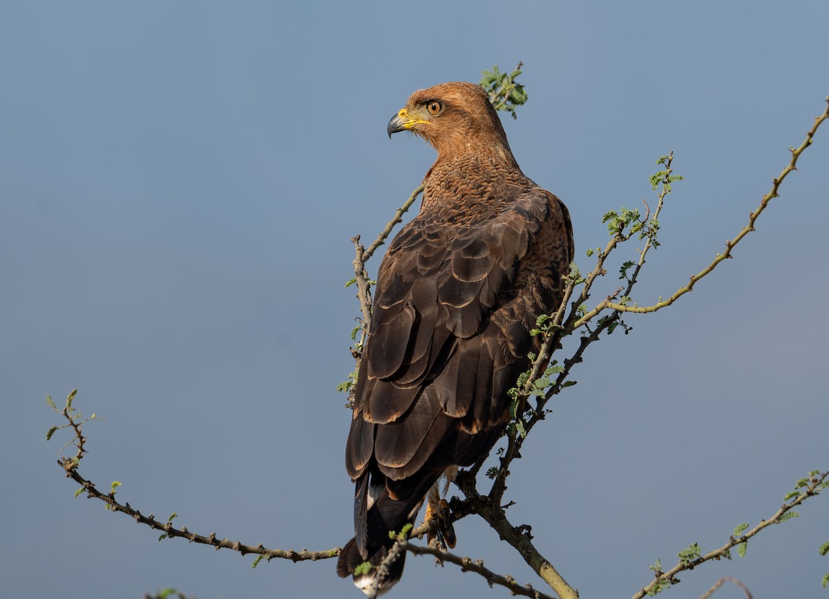 Busardo Sabanero - ML644968755