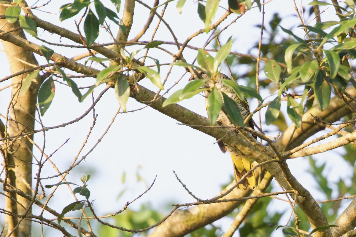 Al Omuzlu Tırtılyiyen - ML644968758