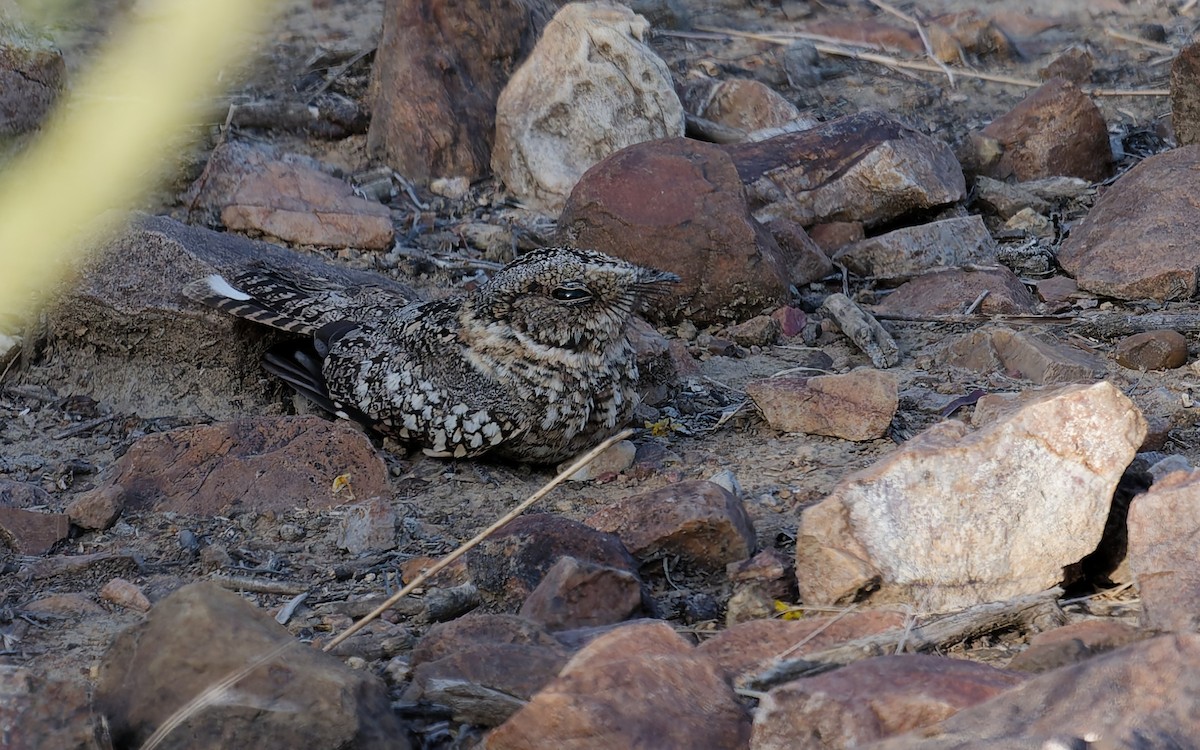 チューディヨタカ - ML644968797