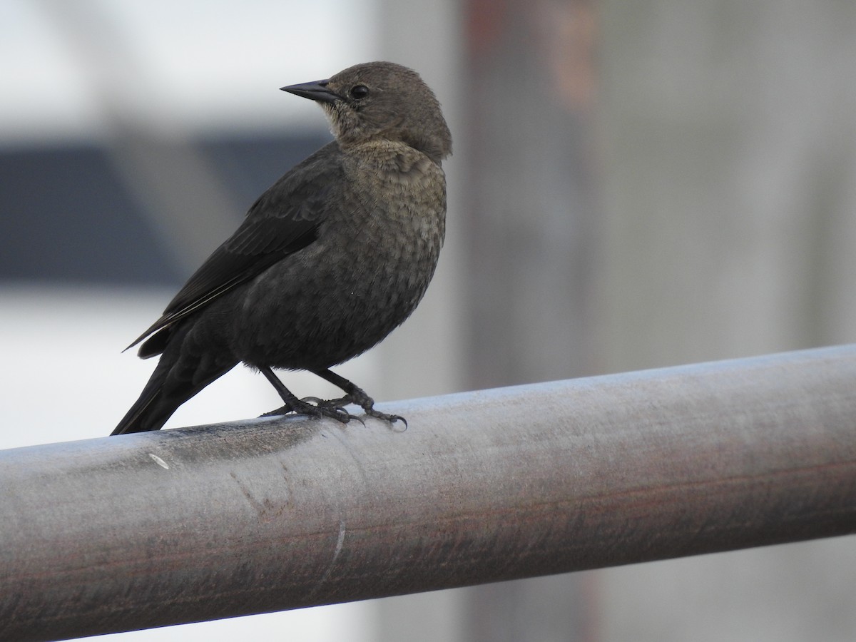 brunhodetrupial - ML644968799