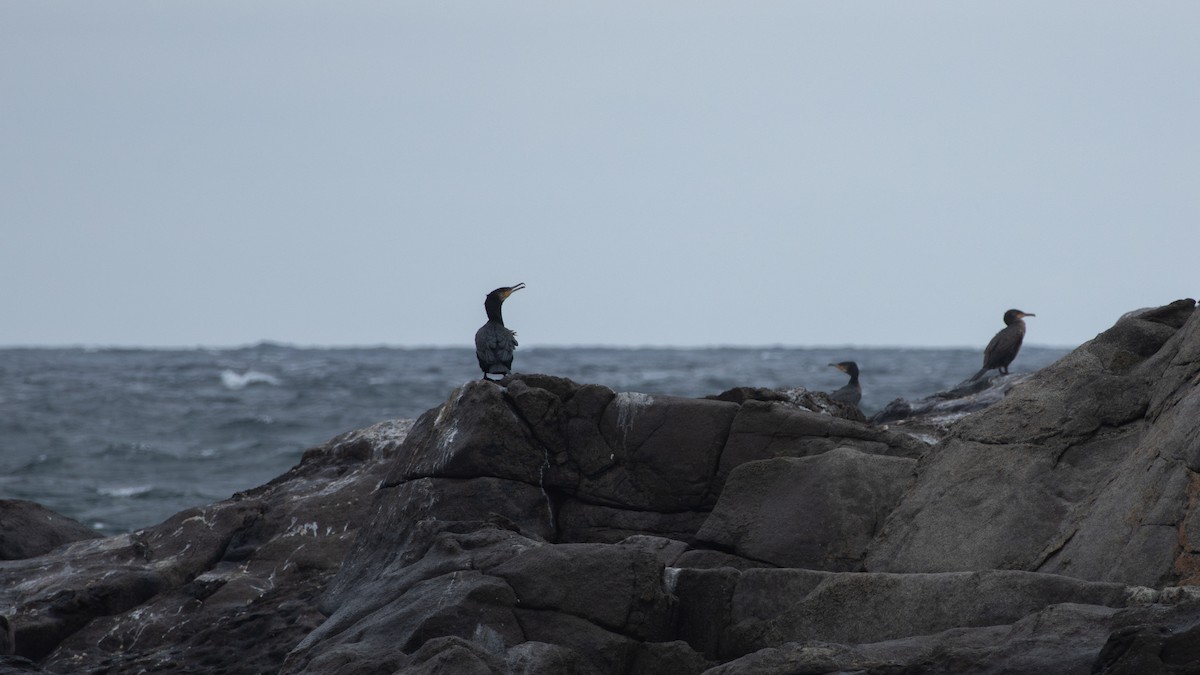 Great Cormorant - ML644968800