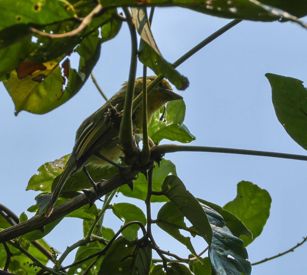 Ochre-lored Flatbill - ML644968801