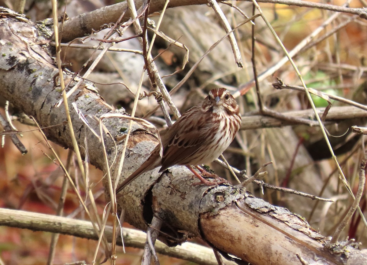 Song Sparrow - ML644968820