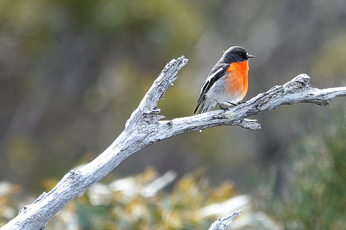 Flame Robin - ML644968833