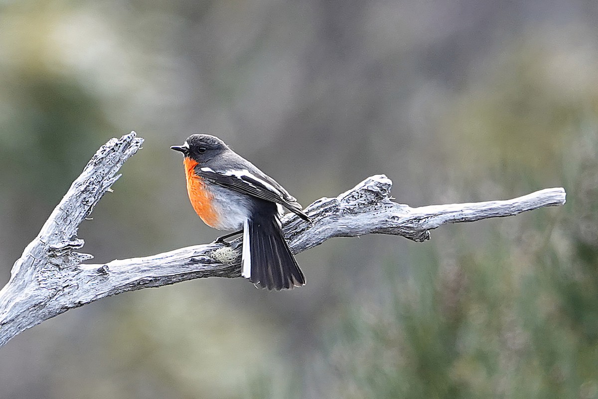 Flame Robin - ML644968836