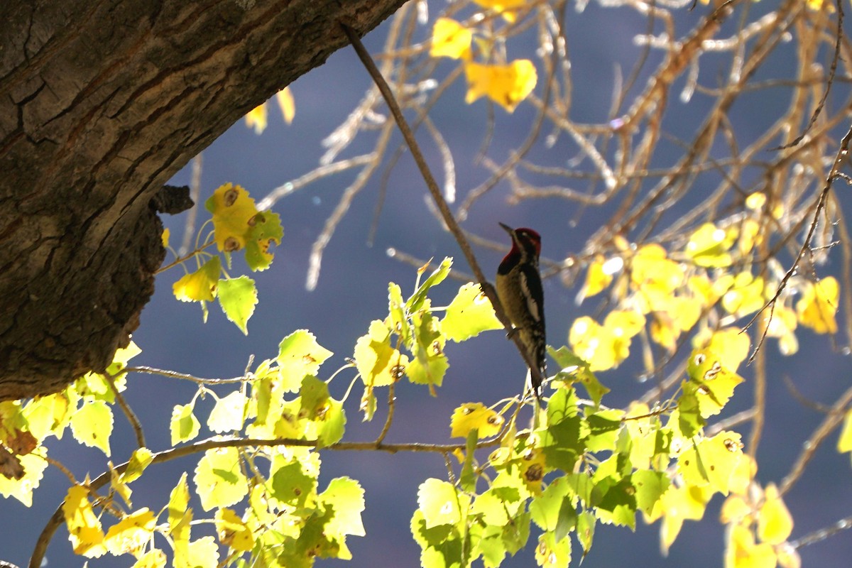 Red-naped Sapsucker - ML644968854