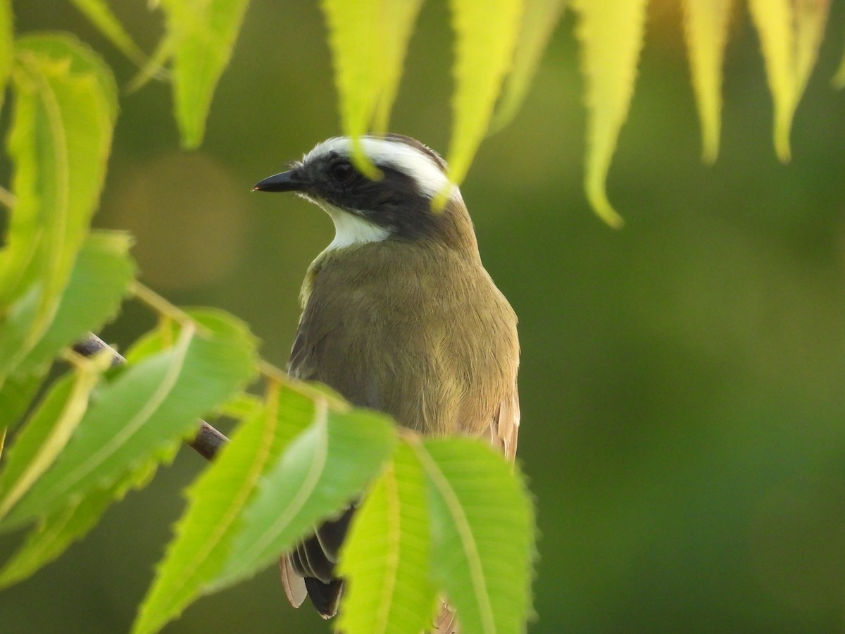 Tyran sociable - ML644968855