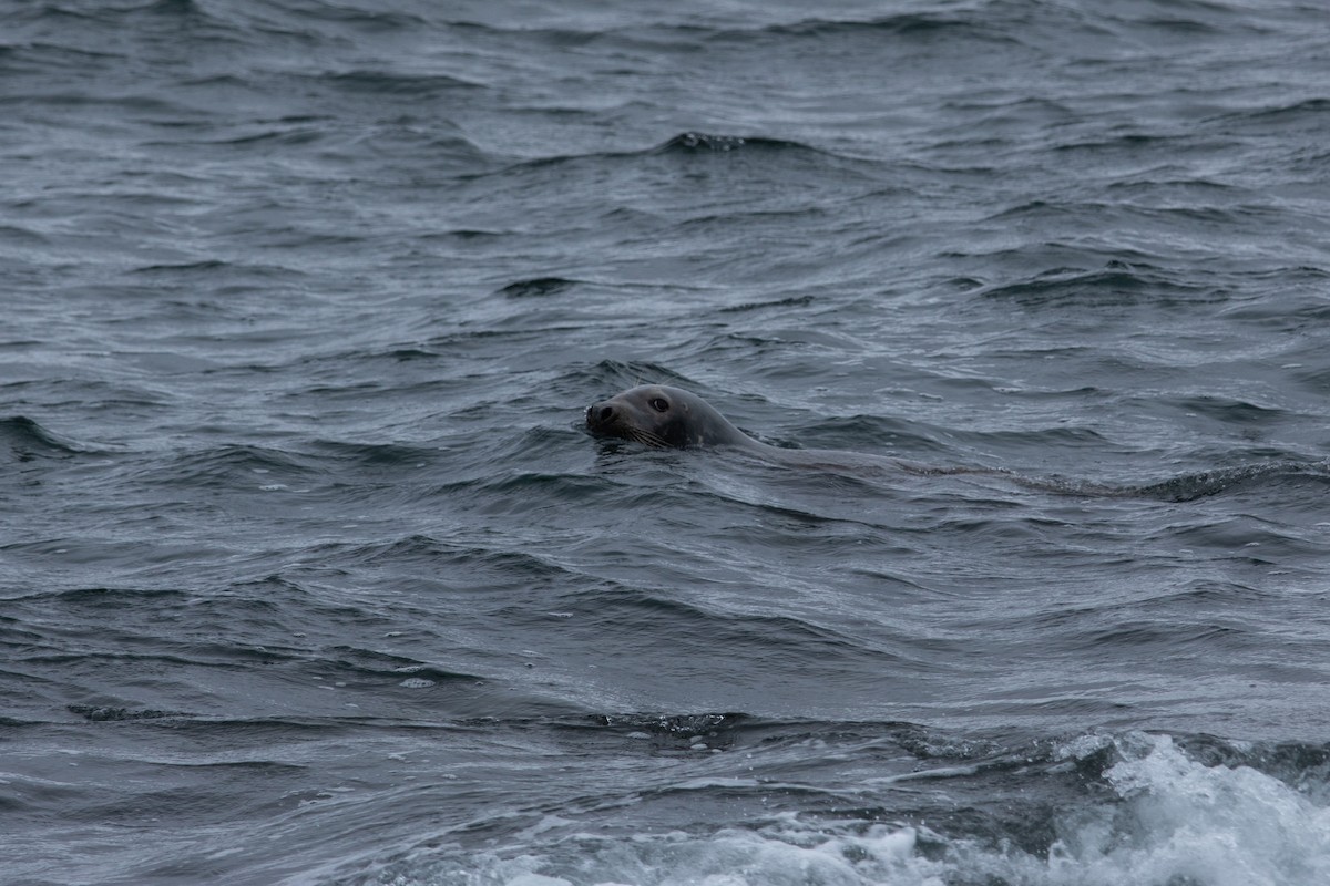 Harbor Seal - ML644968873