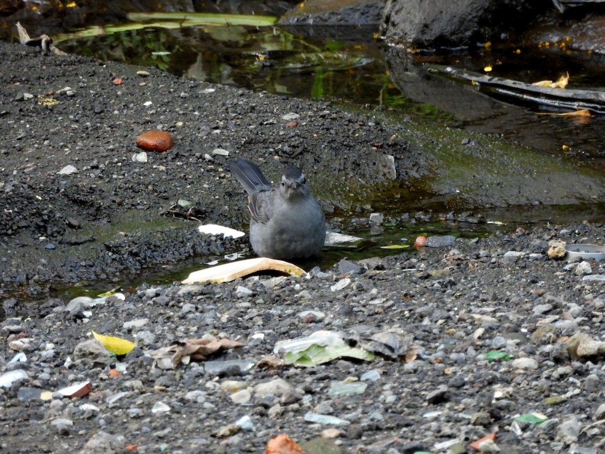 Moqueur chat - ML644968884