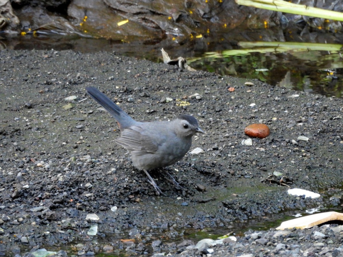 Moqueur chat - ML644968885