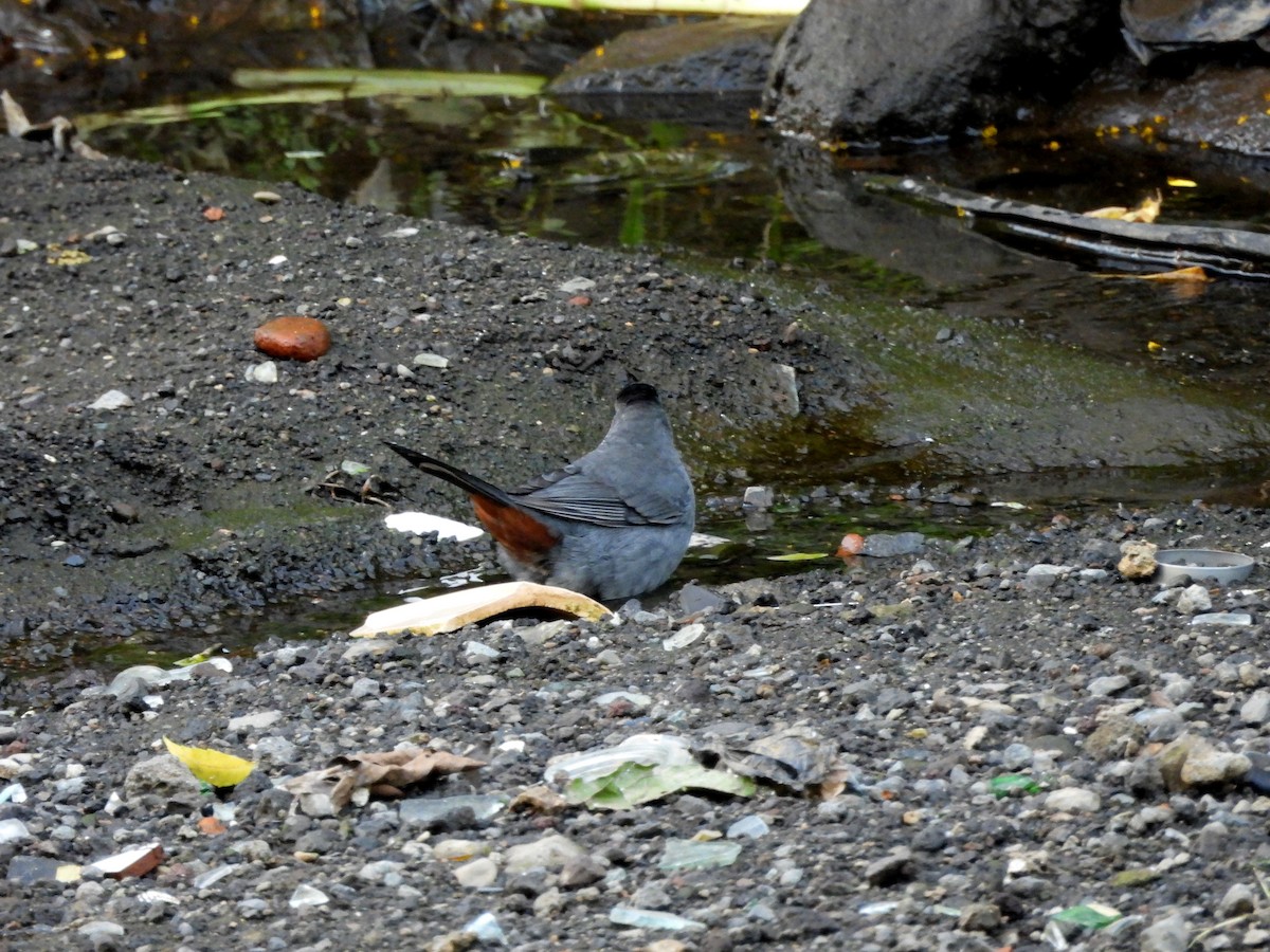 Moqueur chat - ML644968886