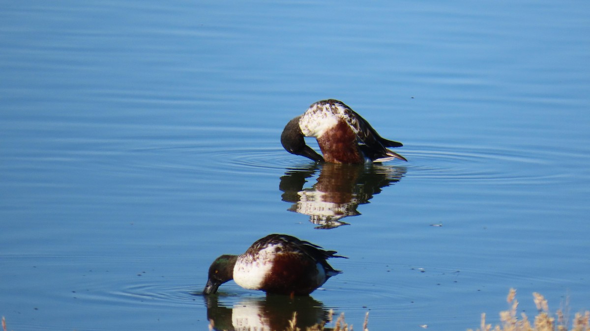 Northern Shoveler - ML644968909