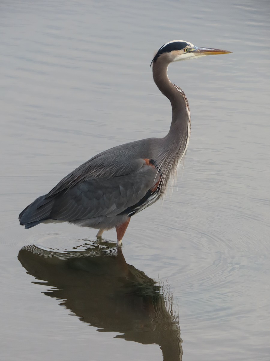 Great Blue Heron - ML644968945