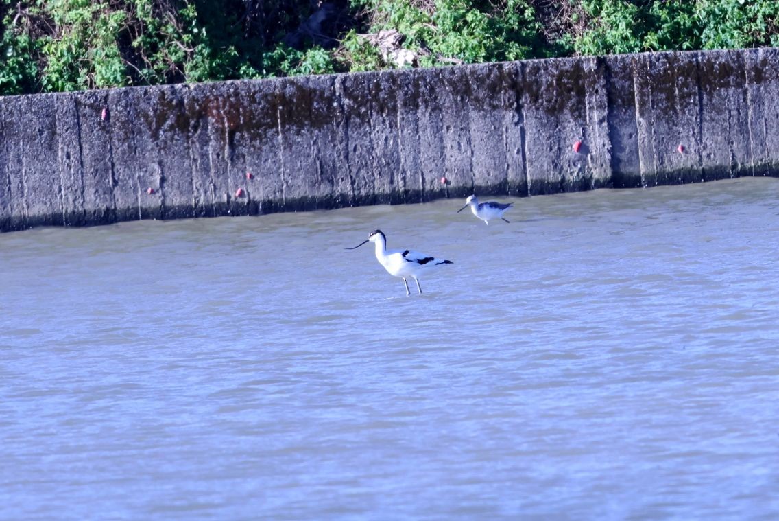 Avocetta - ML644968946