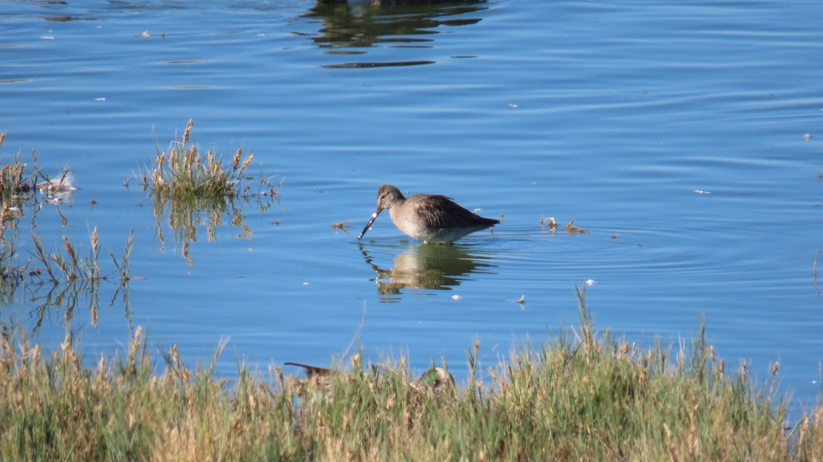 Long-billed Dowitcher - ML644968950