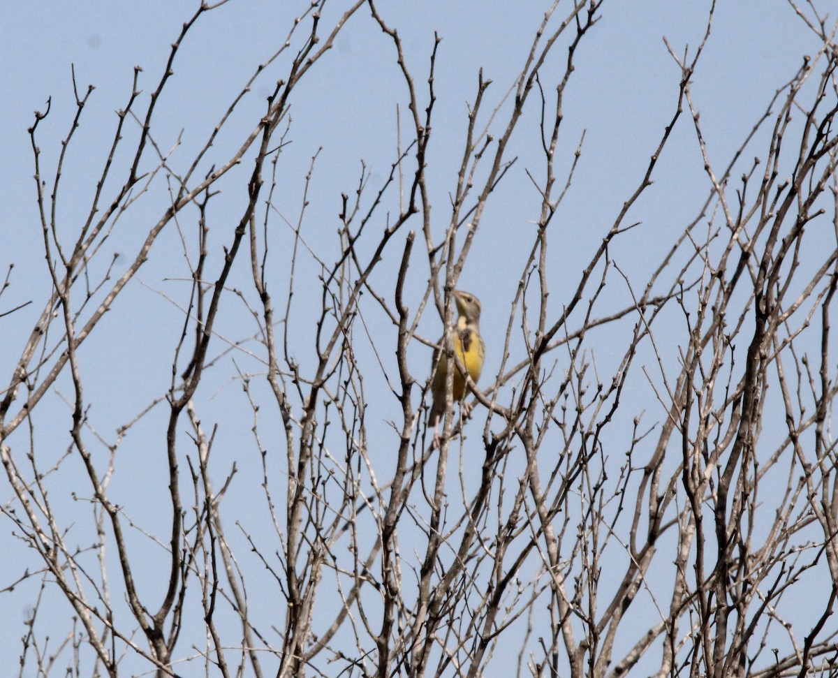 Eastern Meadowlark - ML644968951