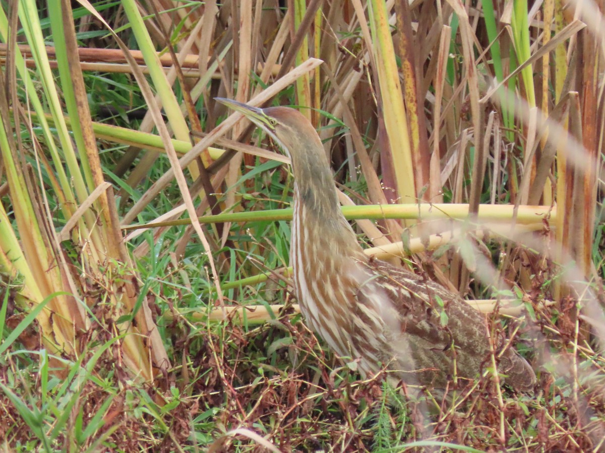 American Bittern - ML644968954