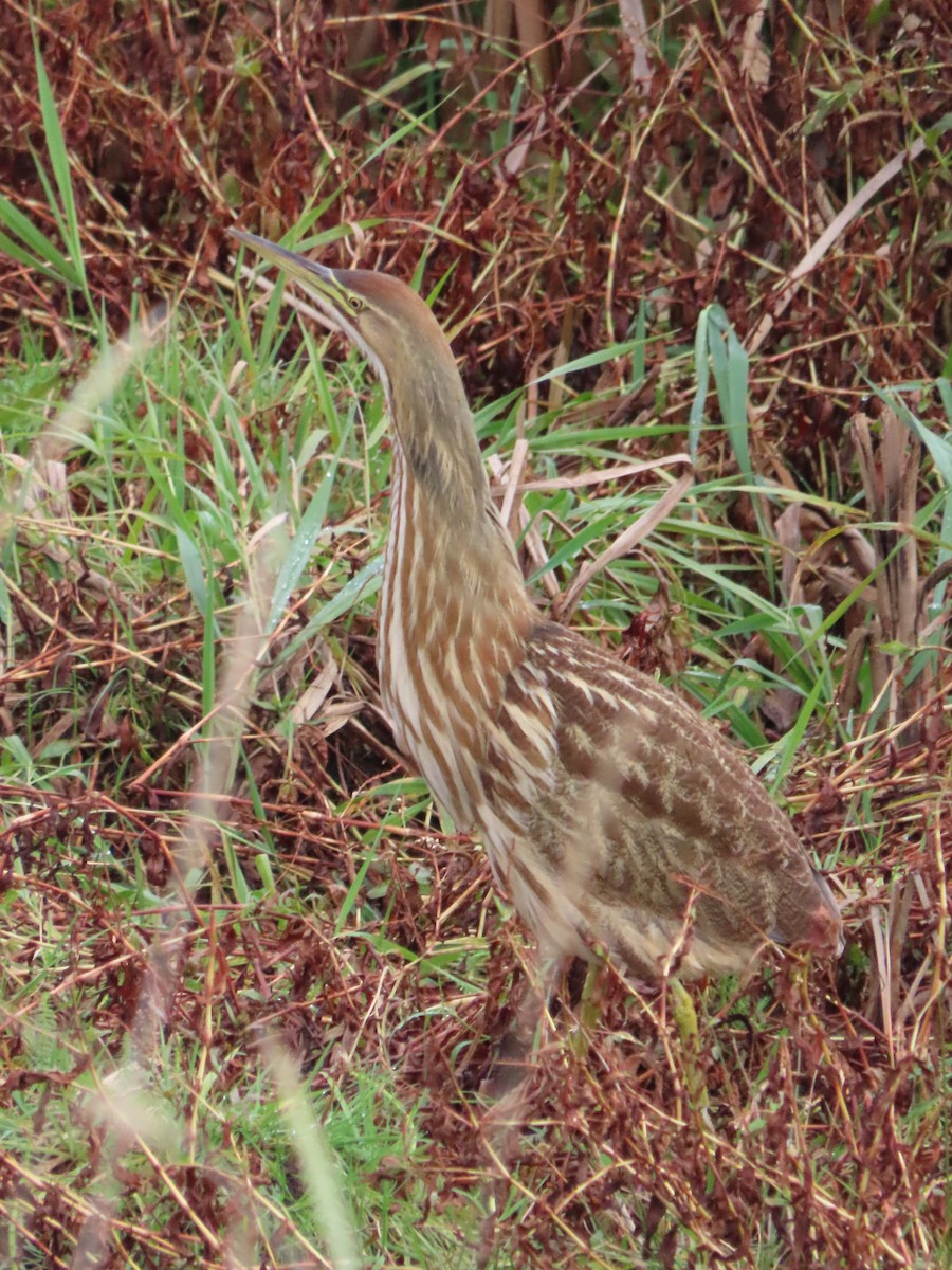 American Bittern - ML644968955