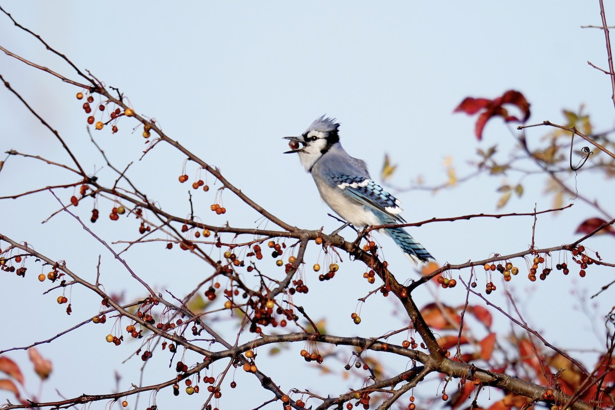 Blue Jay - ML644968956