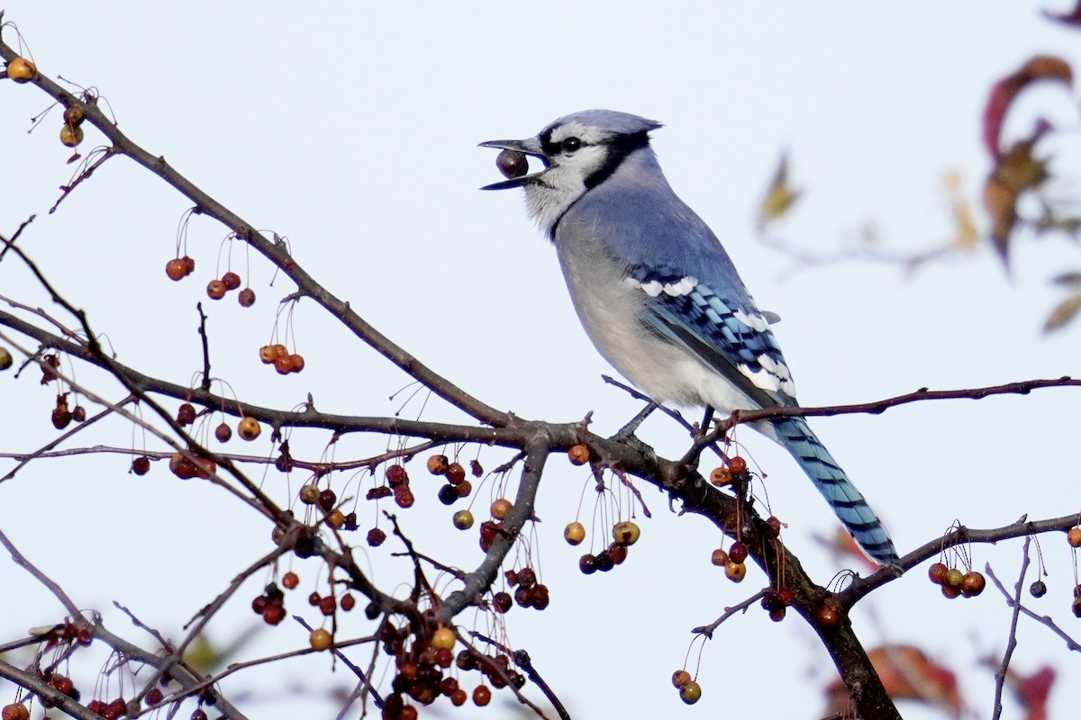Blue Jay - ML644968962