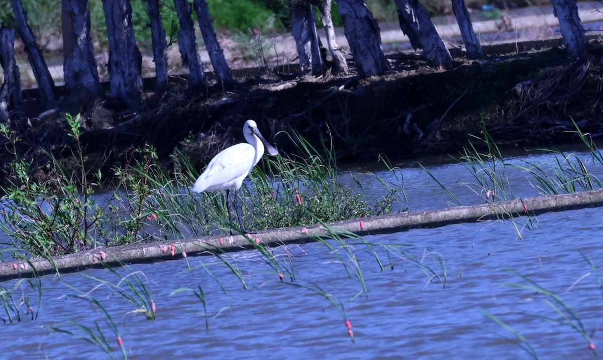 Spatola - ML644968964