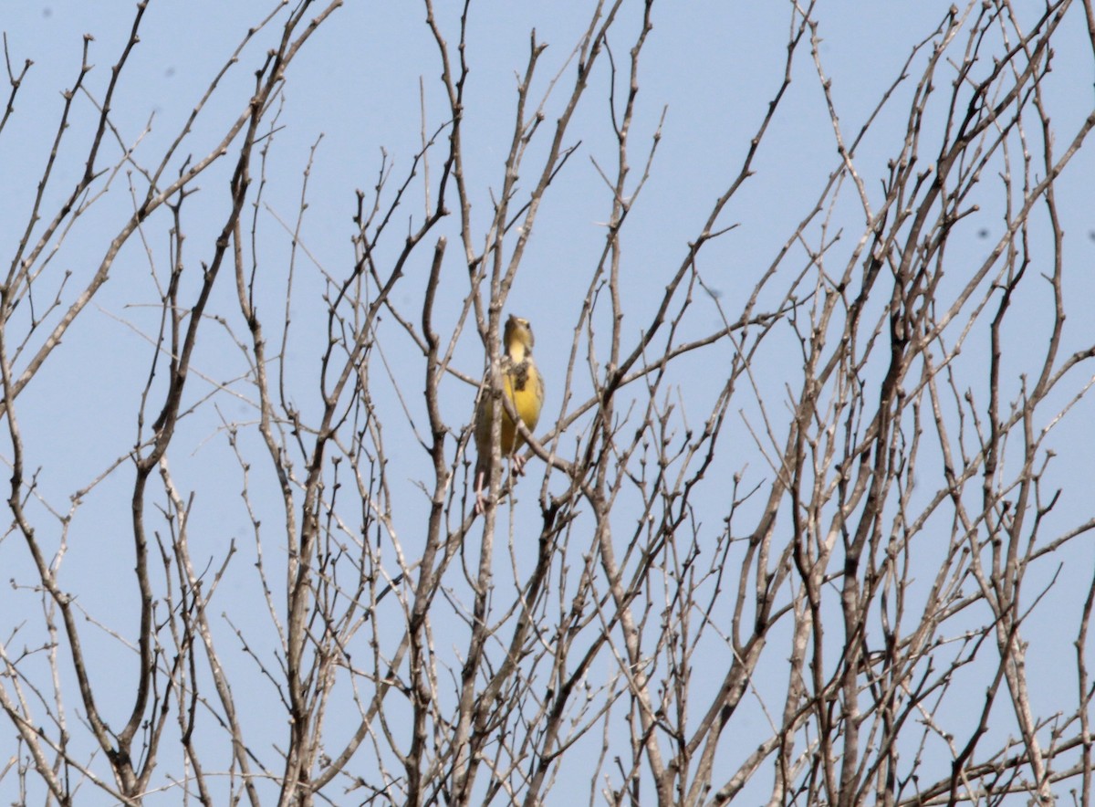 Eastern Meadowlark - ML644968967