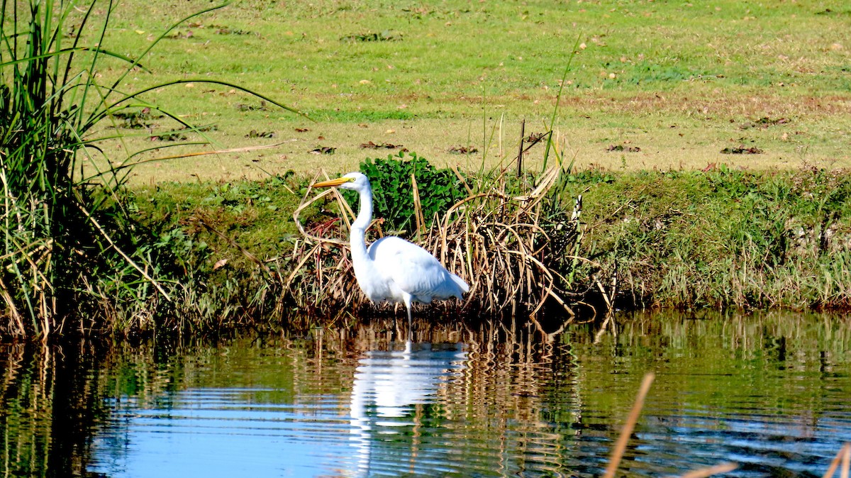 Great Egret - ML644968972