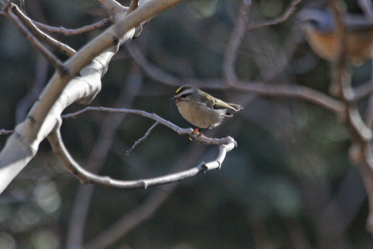 Golden-crowned Kinglet - ML644968976