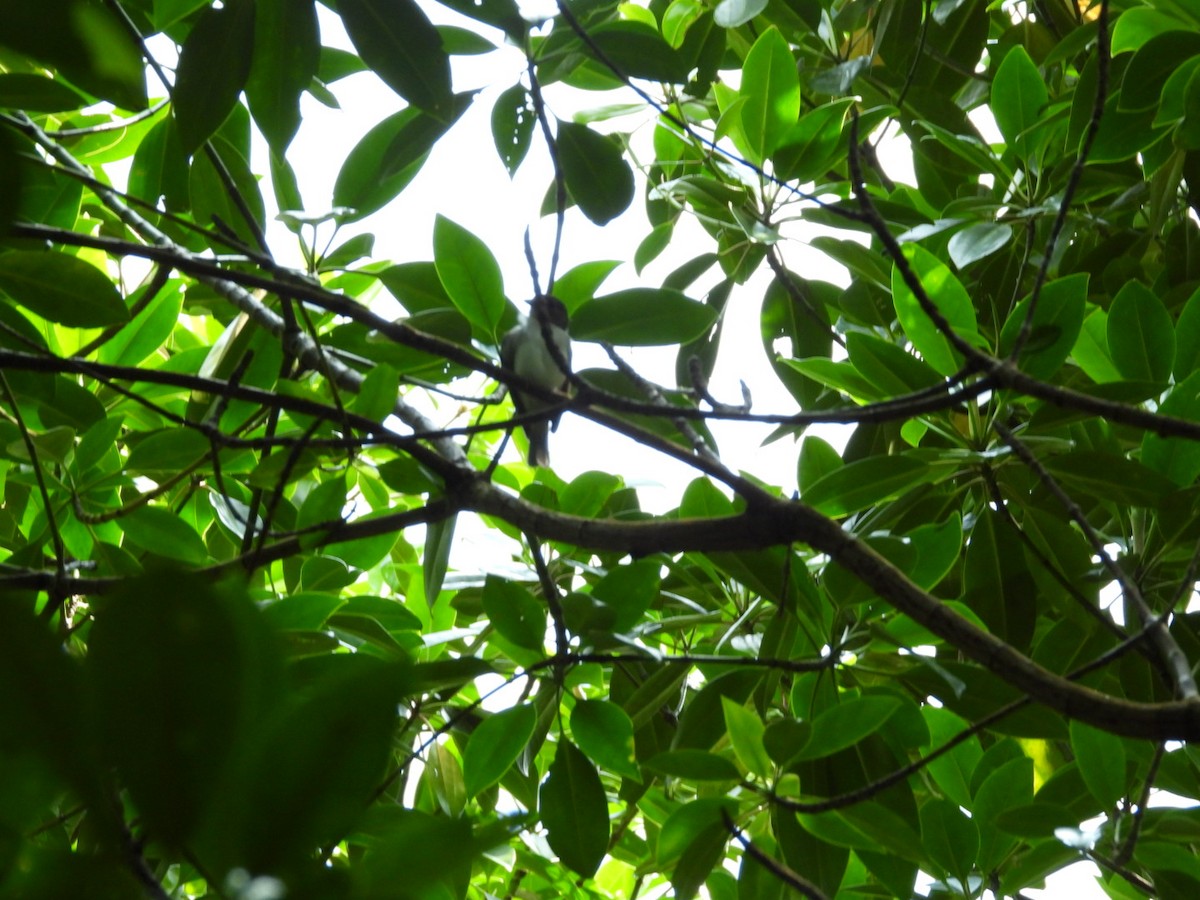 Mangrove Whistler - ML644968978