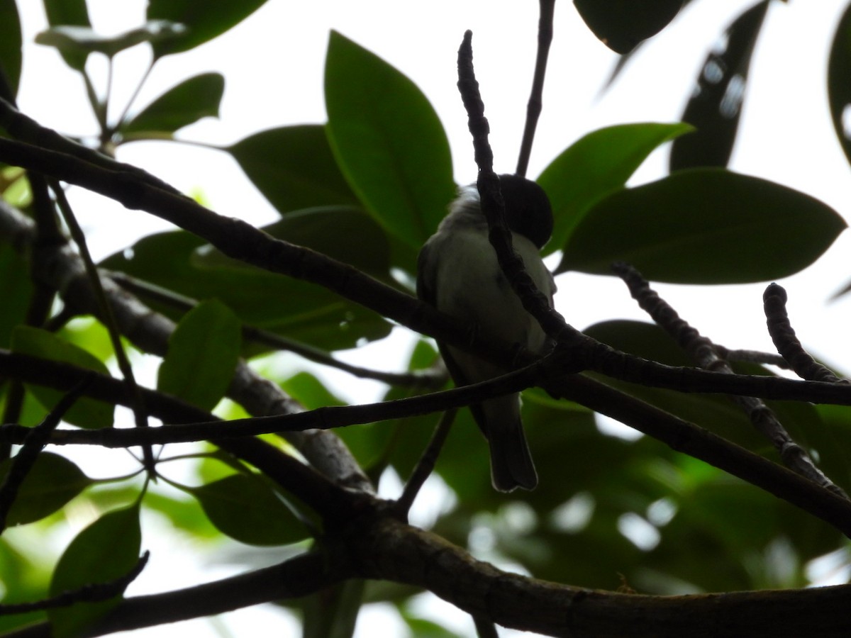 Mangrove Whistler - ML644968979