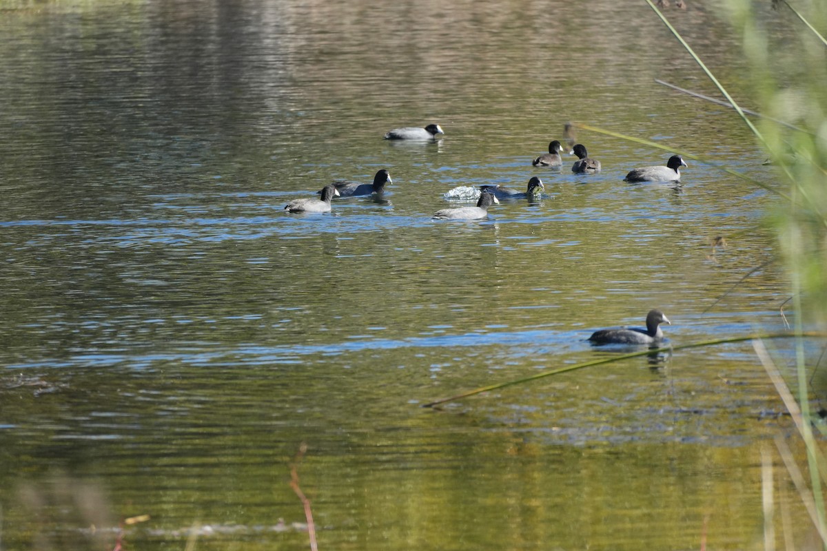 American Coot - ML644968982