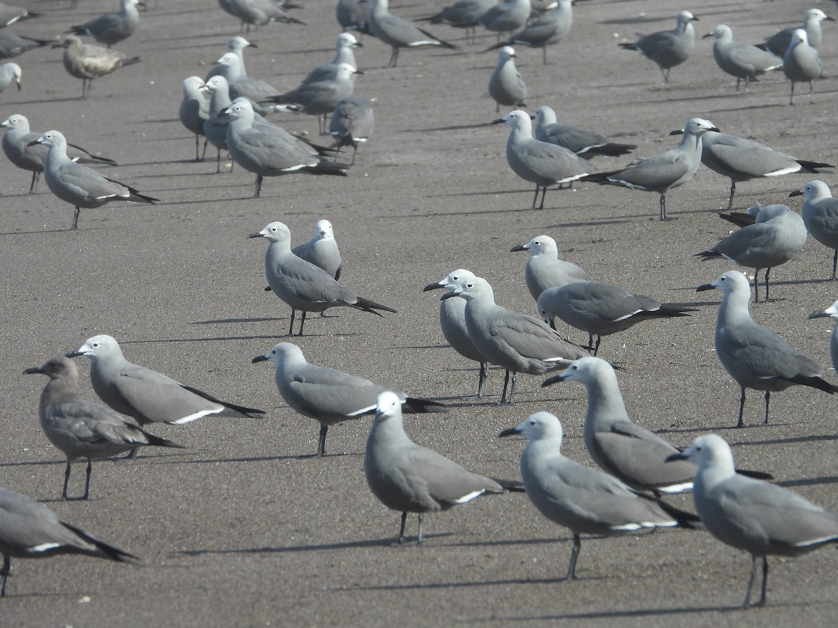 racek tmavý - ML644968991