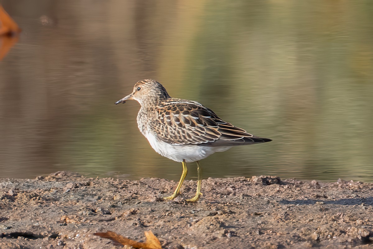 Дутыш - ML644968997