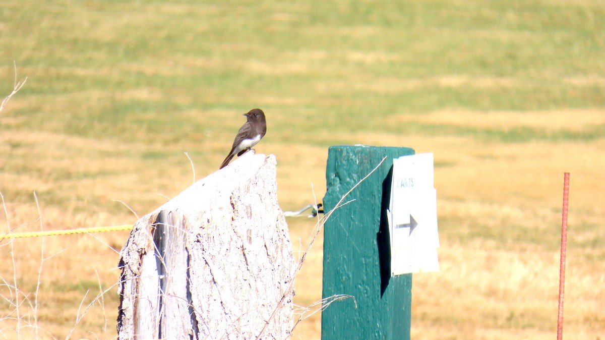 Black Phoebe - ML644969001