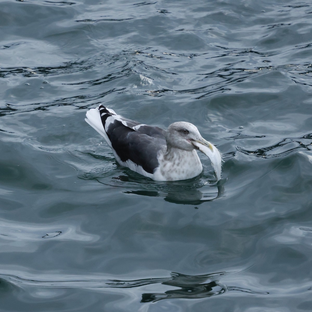 Slaty-backed Gull - ML644969010