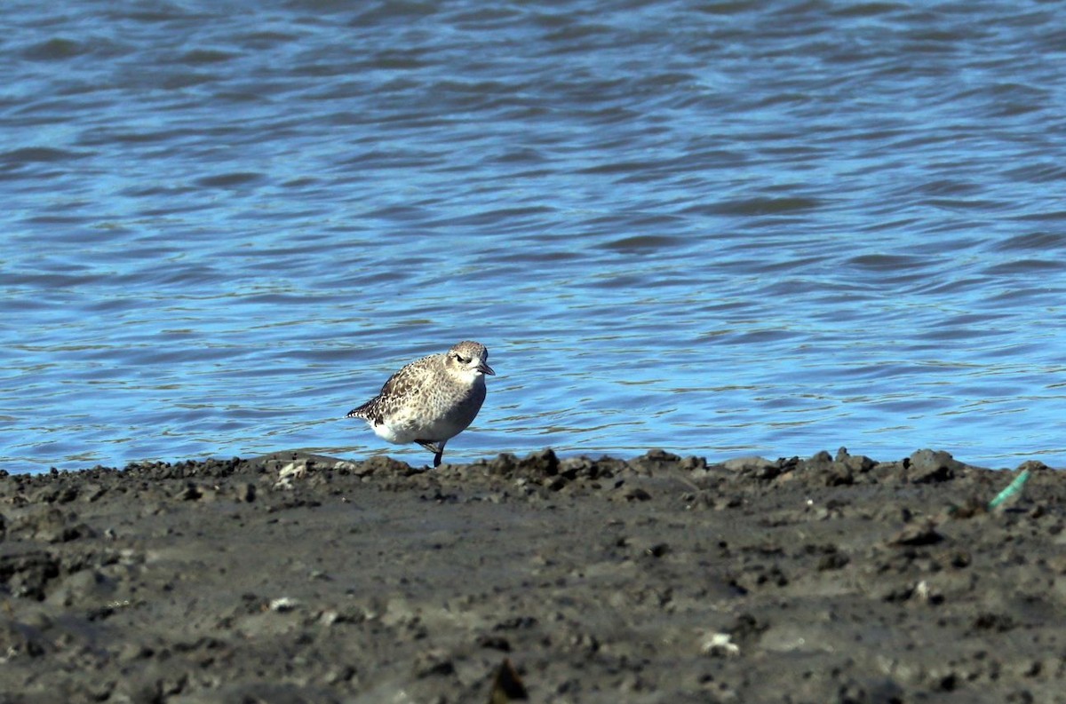 Pivieressa - ML644969015