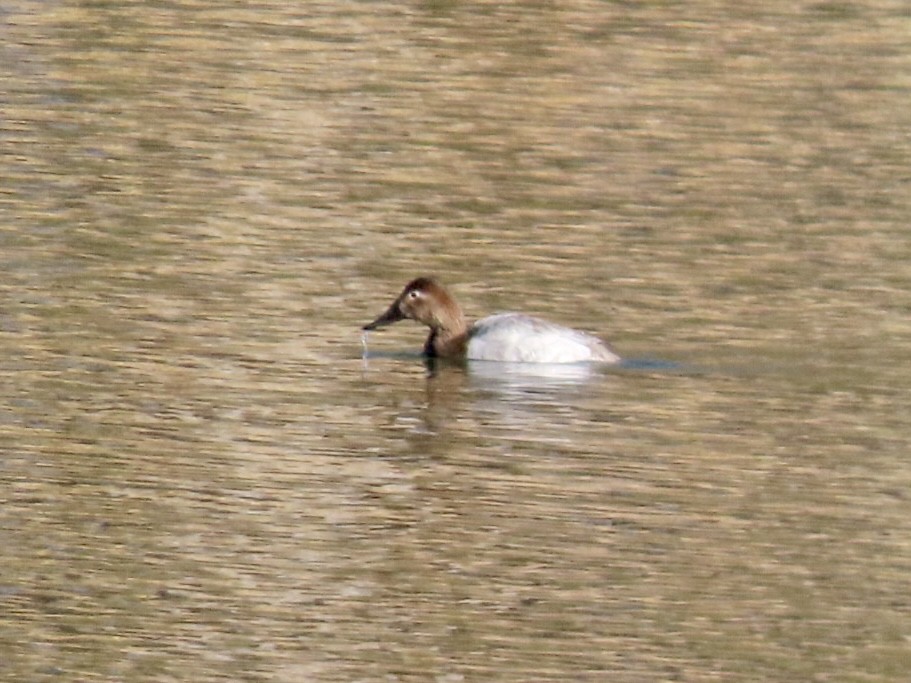 Murgilari bizkarzuria - ML644969023