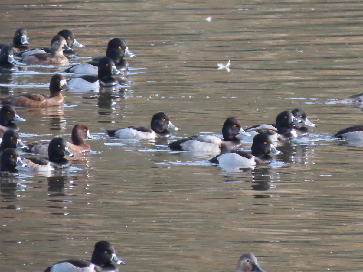 Ring-necked Duck - ML644969040