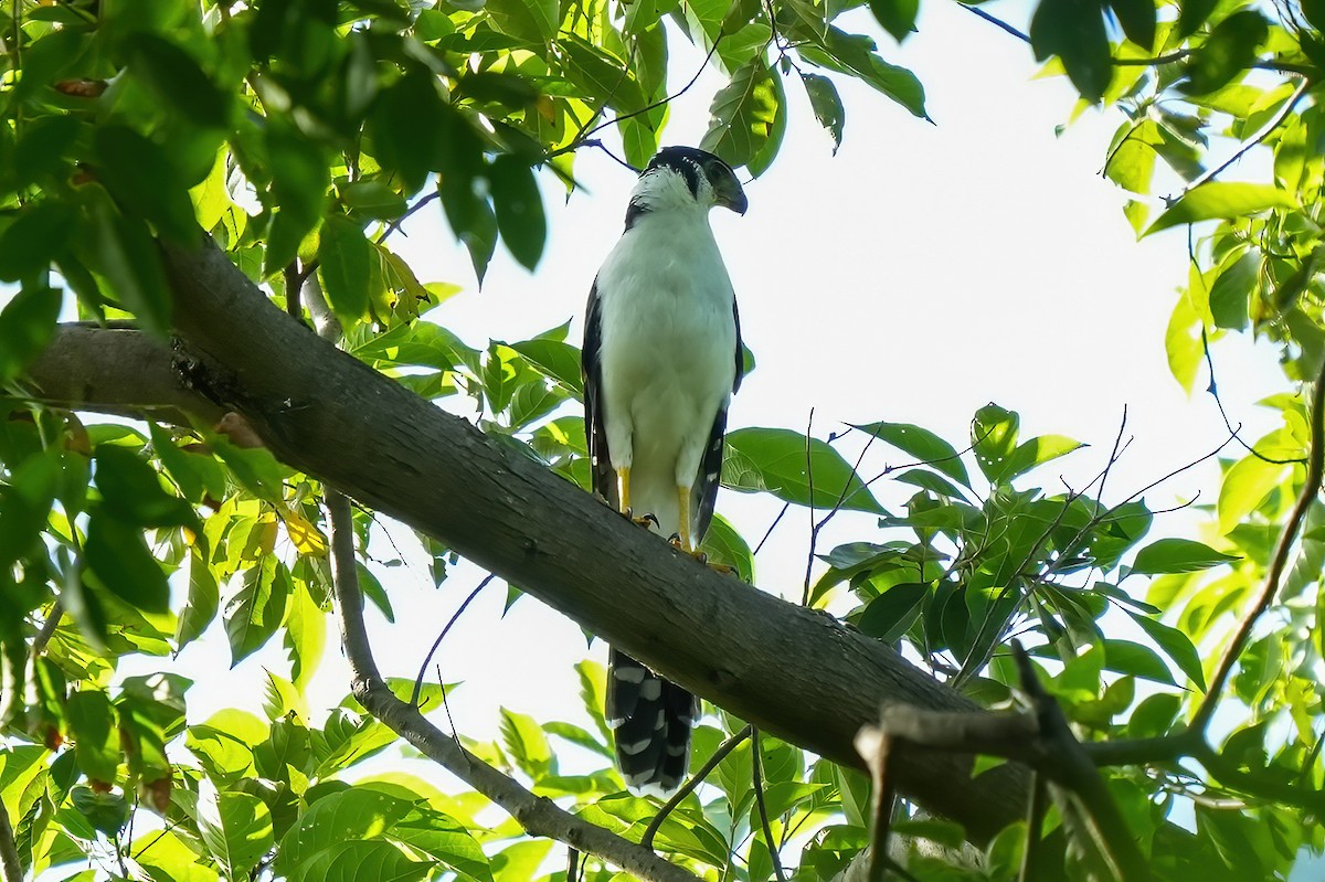 Collared Forest-Falcon - ML644969042