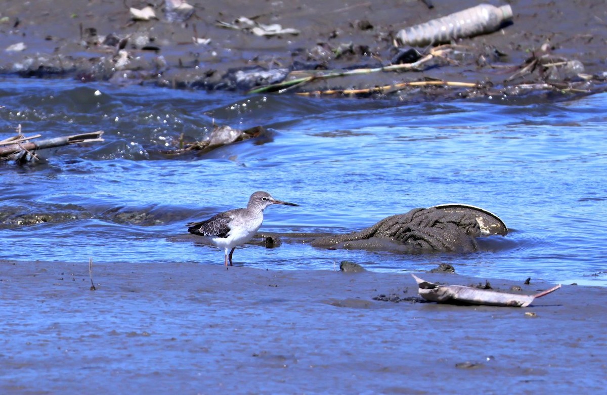 Pettegola - ML644969043