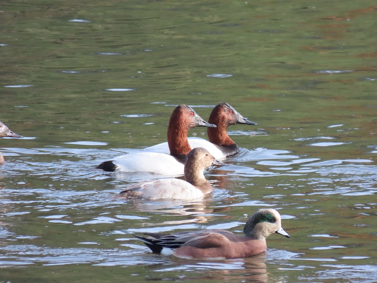 Murgilari bizkarzuria - ML644969045