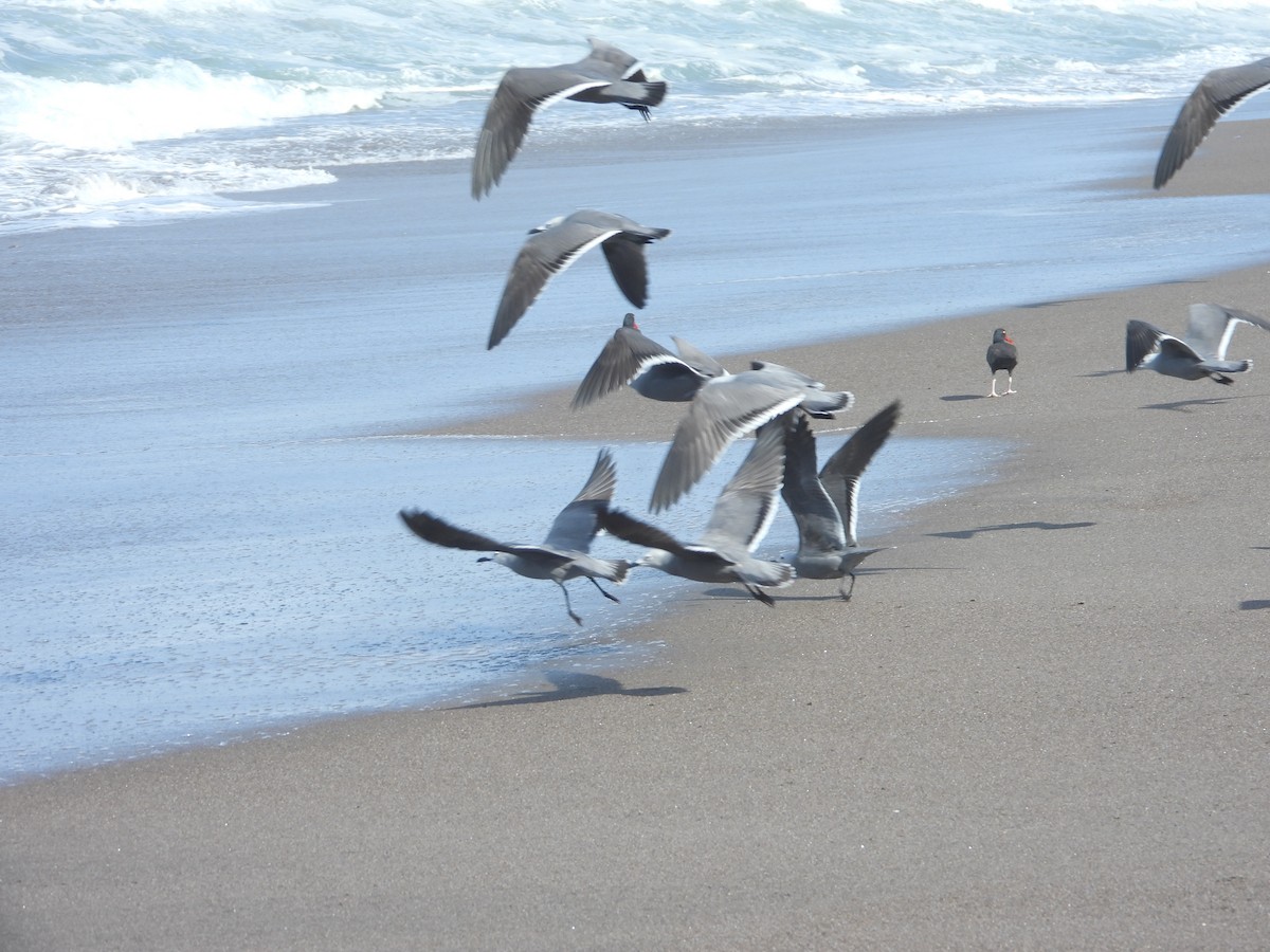 racek tmavý - ML644969053