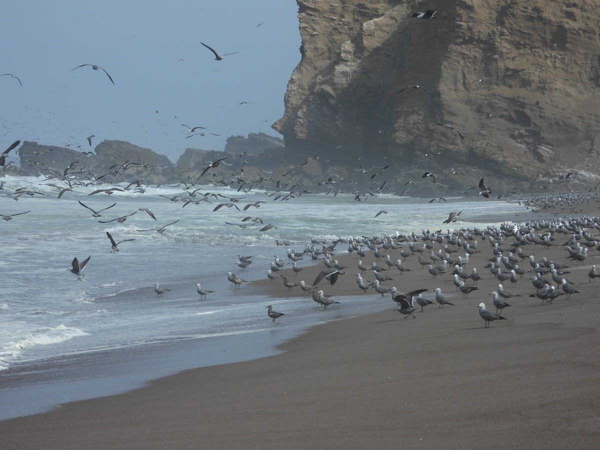 racek tmavý - ML644969055