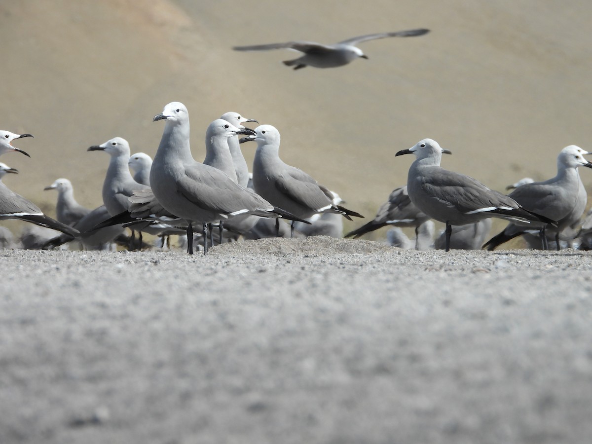 racek tmavý - ML644969056