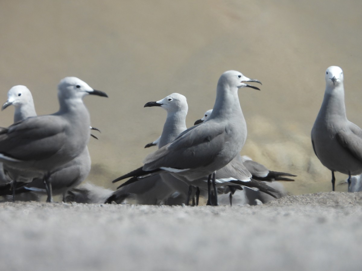 racek tmavý - ML644969057