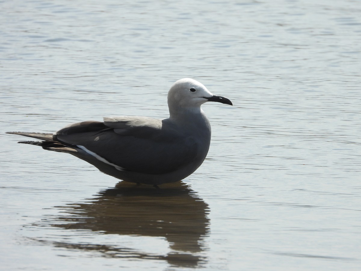 racek tmavý - ML644969058